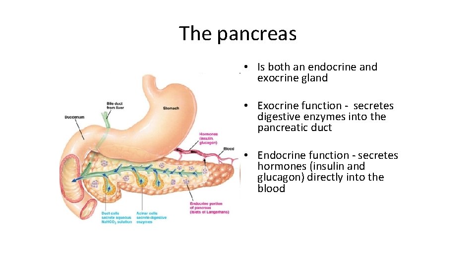 The pancreas • Is both an endocrine and exocrine gland • Exocrine function -