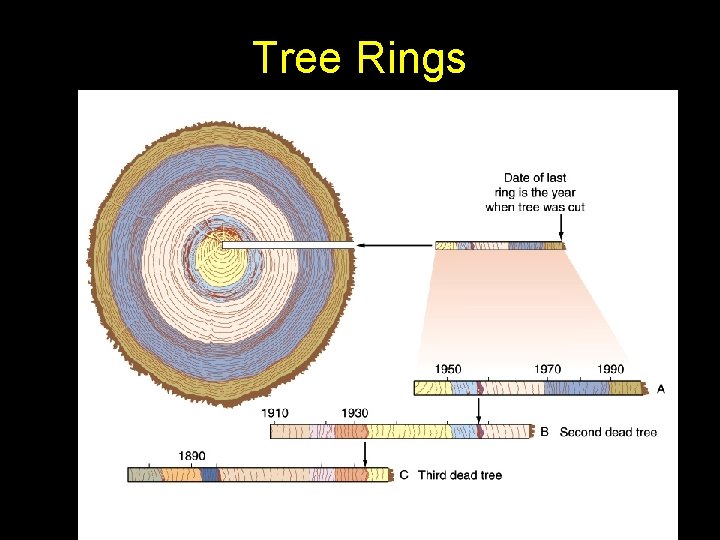 Tree Rings • Annual growth rings are a function of their environment, i. e.