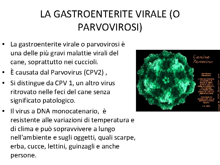 LA GASTROENTERITE VIRALE (O PARVOVIROSI) • La gastroenterite virale o parvovirosi è una delle