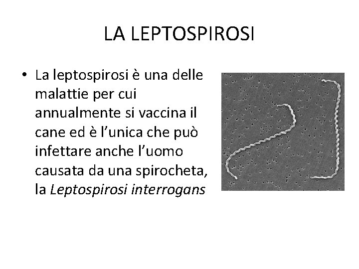 LA LEPTOSPIROSI • La leptospirosi è una delle malattie per cui annualmente si vaccina
