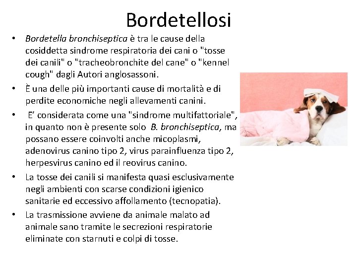 Bordetellosi • Bordetella bronchiseptica è tra le cause della cosiddetta sindrome respiratoria dei cani