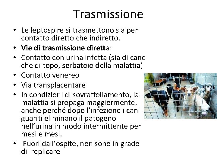 Trasmissione • Le leptospire si trasmettono sia per contatto diretto che indiretto. • Vie