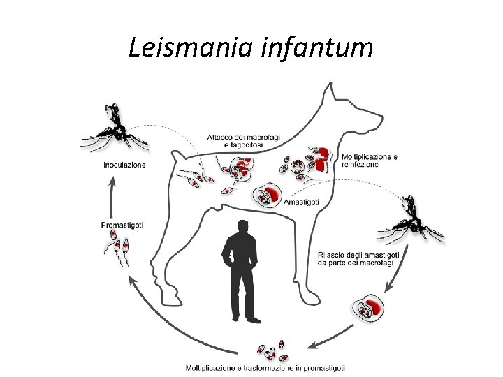 Leismania infantum 