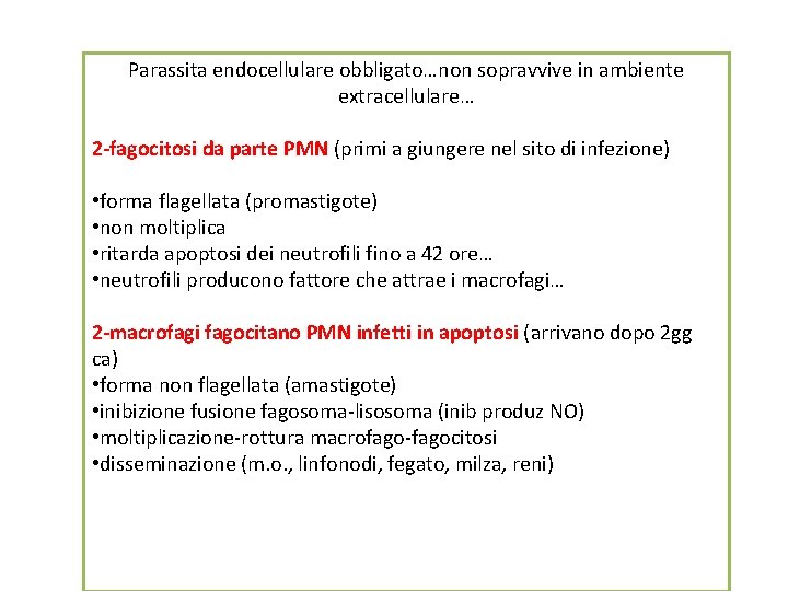 Parassita endocellulare obbligato…non sopravvive in ambiente extracellulare… 2 -fagocitosi da parte PMN (primi a