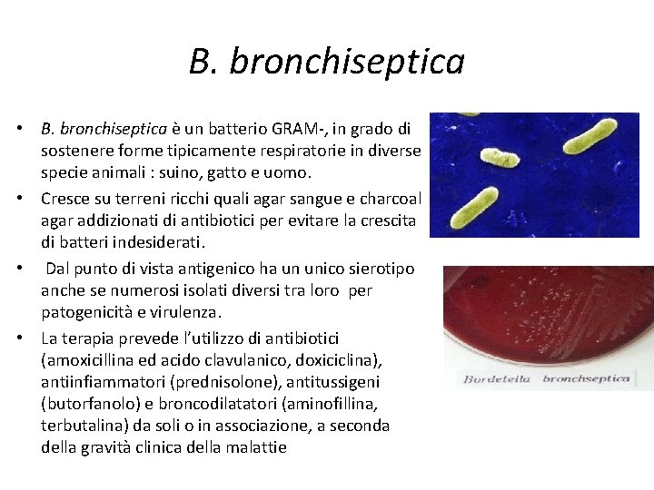 B. bronchiseptica • B. bronchiseptica è un batterio GRAM-, in grado di sostenere forme