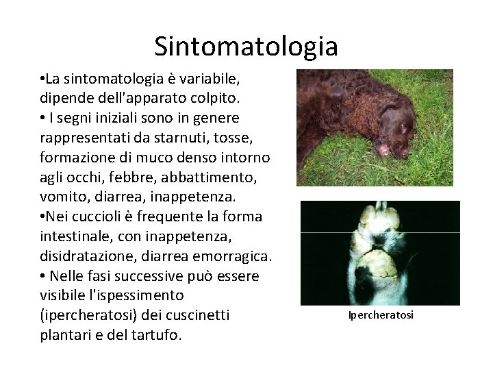 Sintomatologia • La sintomatologia è variabile, dipende dell'apparato colpito. • I segni iniziali sono