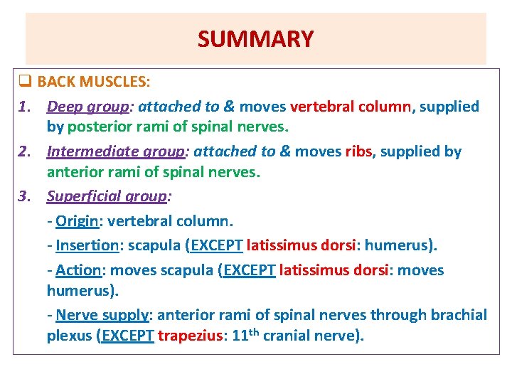 SUMMARY q BACK MUSCLES: 1. Deep group: attached to & moves vertebral column, supplied
