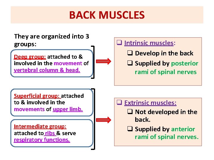 BACK MUSCLES They are organized into 3 groups: Deep group: attached to & involved