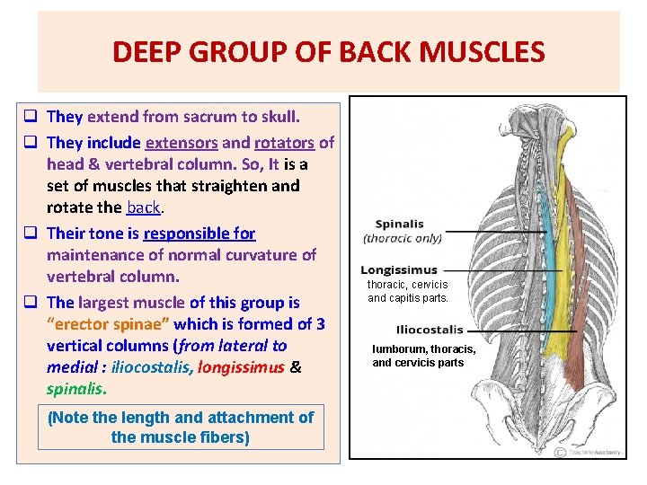 DEEP GROUP OF BACK MUSCLES q They extend from sacrum to skull. q They