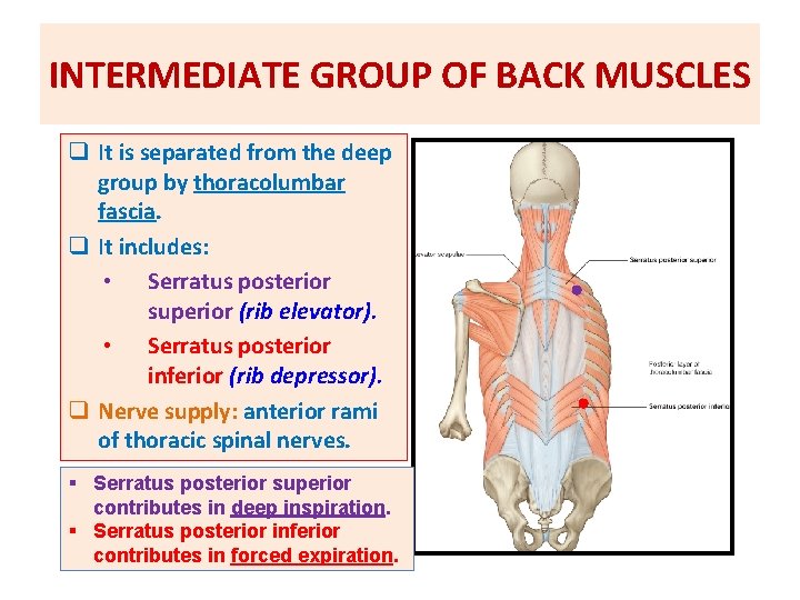 INTERMEDIATE GROUP OF BACK MUSCLES q It is separated from the deep group by