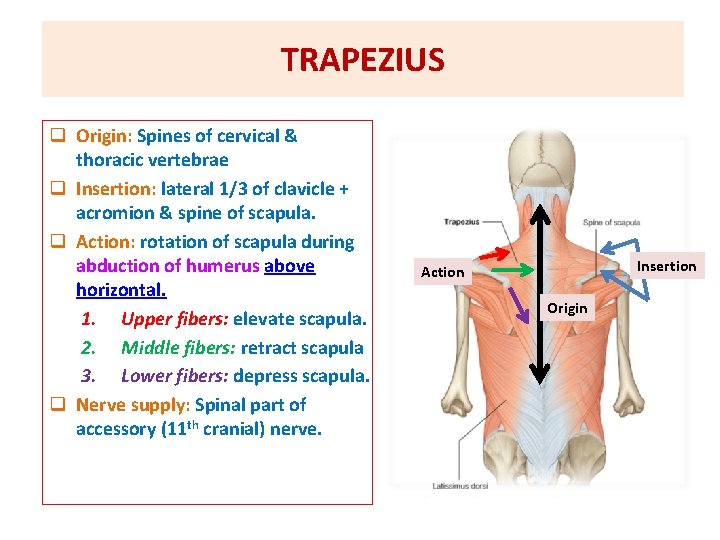 TRAPEZIUS q Origin: Spines of cervical & thoracic vertebrae q Insertion: lateral 1/3 of