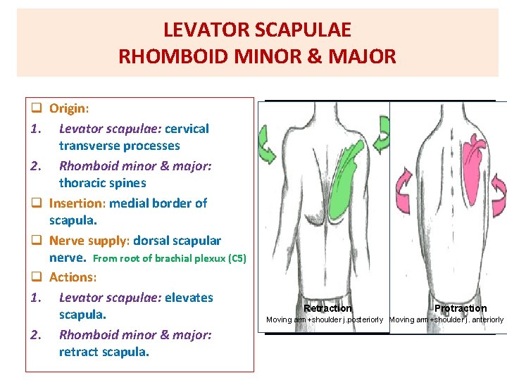 LEVATOR SCAPULAE RHOMBOID MINOR & MAJOR q Origin: 1. Levator scapulae: cervical transverse processes