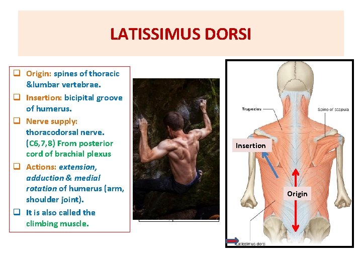 LATISSIMUS DORSI q Origin: spines of thoracic &lumbar vertebrae. q Insertion: bicipital groove of