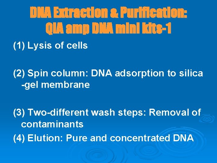 DNA Extraction & Purification: QIA amp DNA mini kits-1 (1) Lysis of cells (2)