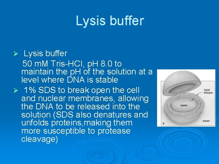 Lysis buffer 50 m. M Tris-HCI, p. H 8. 0 to maintain the p.