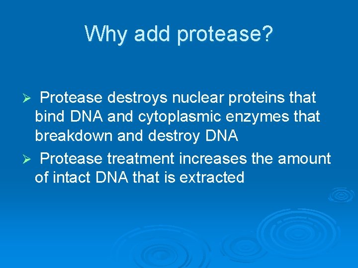 Why add protease? Protease destroys nuclear proteins that bind DNA and cytoplasmic enzymes that