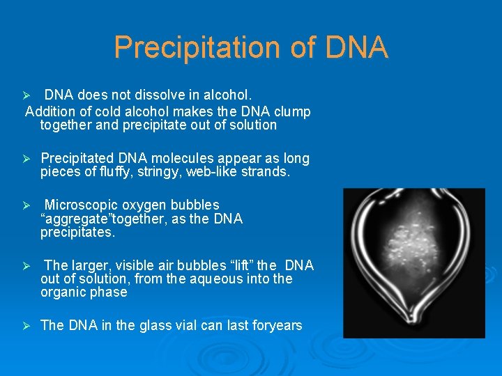 Precipitation of DNA does not dissolve in alcohol. Addition of cold alcohol makes the