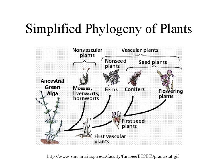 Simplified Phylogeny of Plants http: //www. emc. maricopa. edu/faculty/farabee/BIOBK/plantrelat. gif 