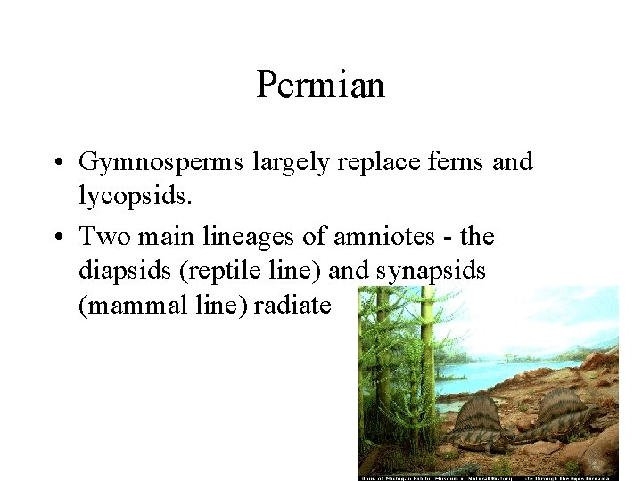 Permian • Gymnosperms largely replace ferns and lycopsids. • Two main lineages of amniotes