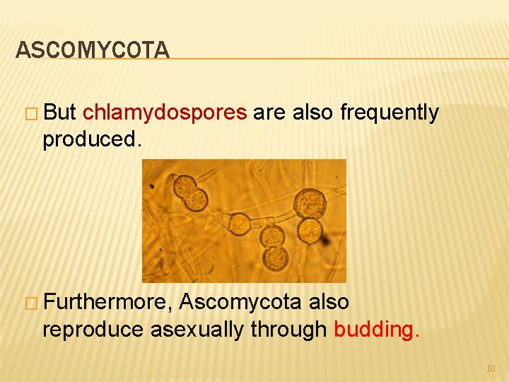 ASCOMYCOTA � But chlamydospores are also frequently produced. � Furthermore, Ascomycota also reproduce asexually