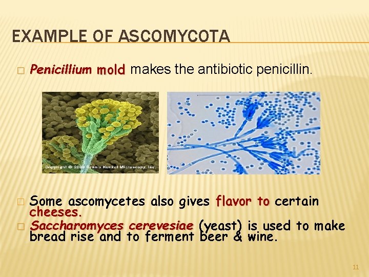 EXAMPLE OF ASCOMYCOTA � � � Penicillium mold makes the antibiotic penicillin. Some ascomycetes
