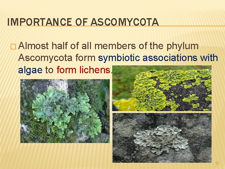 IMPORTANCE OF ASCOMYCOTA � Almost half of all members of the phylum Ascomycota form