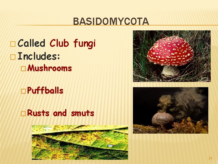 BASIDOMYCOTA � Called Club fungi � Includes: � Mushrooms � Puffballs � Rusts and