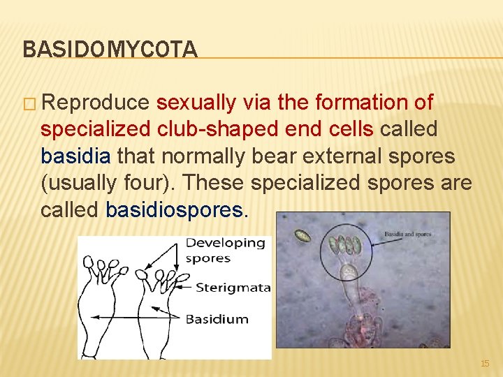 BASIDOMYCOTA � Reproduce sexually via the formation of specialized club-shaped end cells called basidia