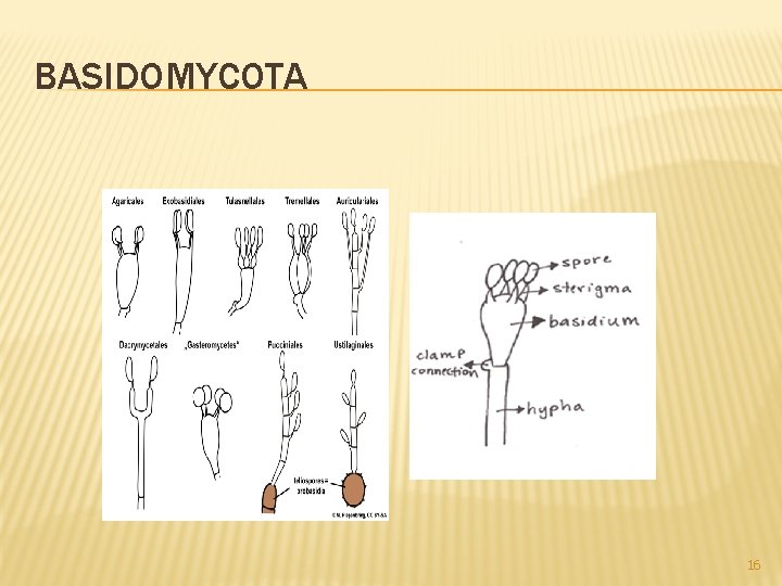 BASIDOMYCOTA 16 