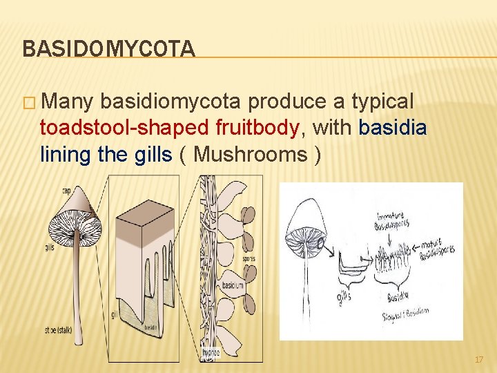 BASIDOMYCOTA � Many basidiomycota produce a typical toadstool-shaped fruitbody, with basidia lining the gills