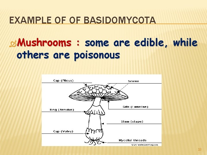EXAMPLE OF OF BASIDOMYCOTA Mushrooms : some are edible, while others are poisonous 18