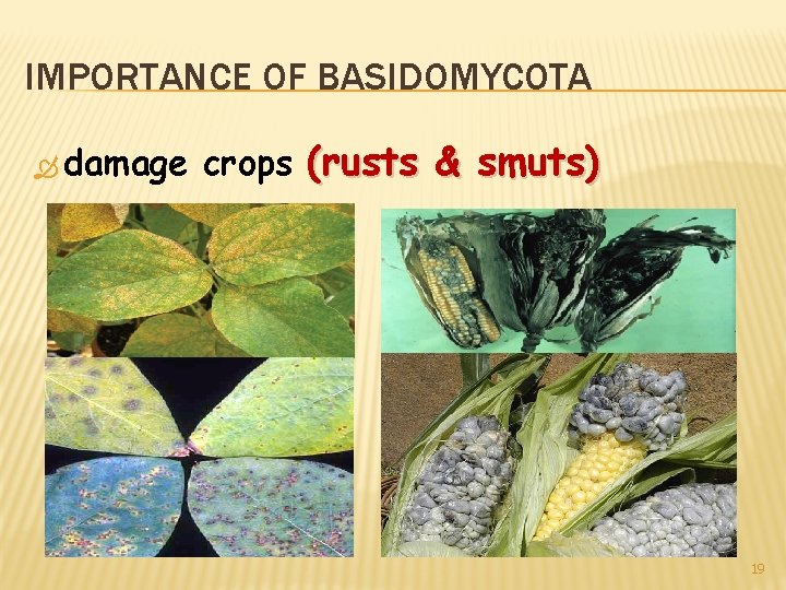 IMPORTANCE OF BASIDOMYCOTA damage crops (rusts & smuts) 19 