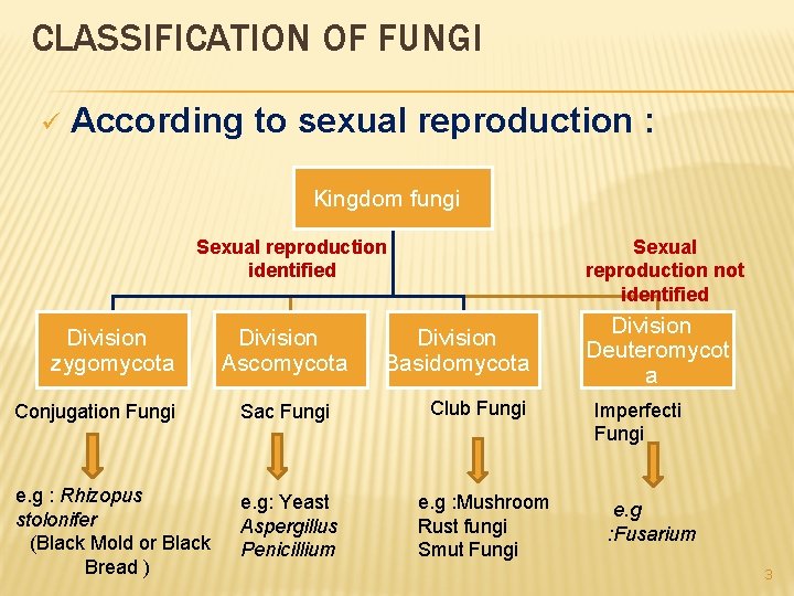 CLASSIFICATION OF FUNGI ü According to sexual reproduction : Kingdom fungi Sexual reproduction not