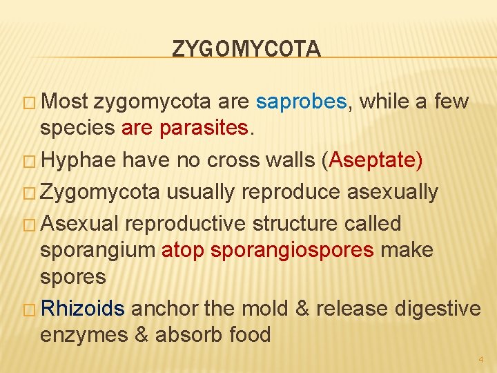 ZYGOMYCOTA � Most zygomycota are saprobes, while a few species are parasites. � Hyphae