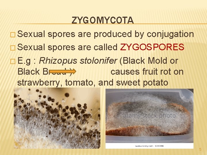ZYGOMYCOTA � Sexual spores are produced by conjugation � Sexual spores are called ZYGOSPORES
