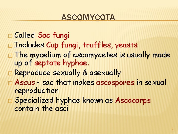 ASCOMYCOTA � Called Sac fungi � Includes Cup fungi, truffles, yeasts � The mycelium