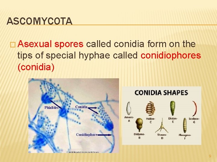 ASCOMYCOTA � Asexual spores called conidia form on the tips of special hyphae called