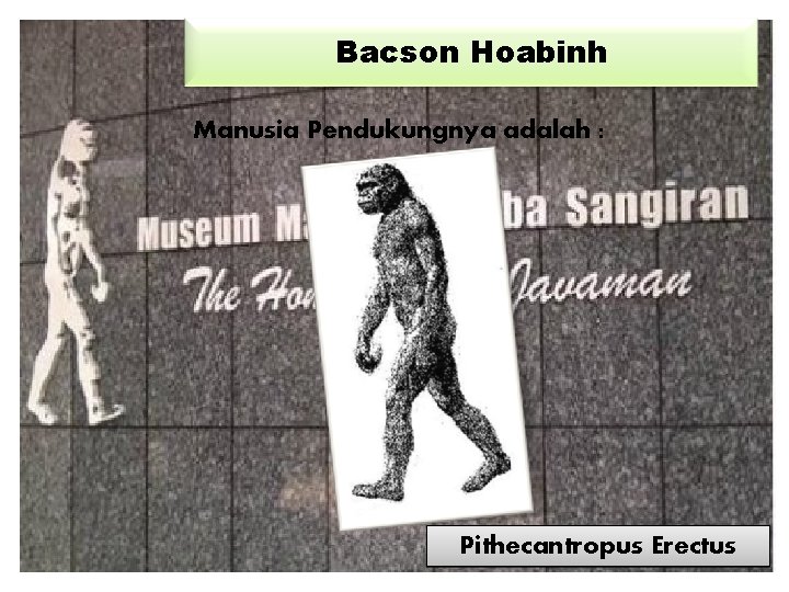 Bacson Hoabinh Manusia Pendukungnya adalah : Pithecantropus Erectus 