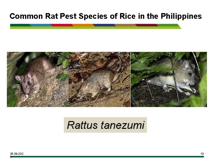 Common Rat Pest Species of Rice in the Philippines Rattus tanezumi 26. 09. 202