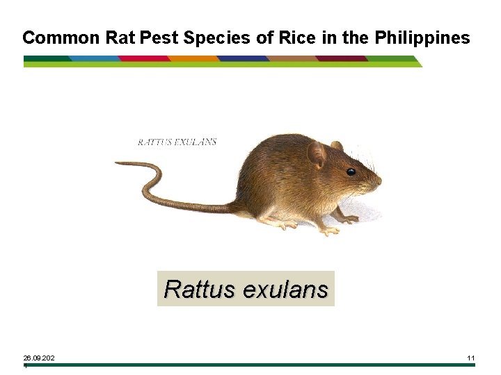 Common Rat Pest Species of Rice in the Philippines Rattus exulans 26. 09. 202