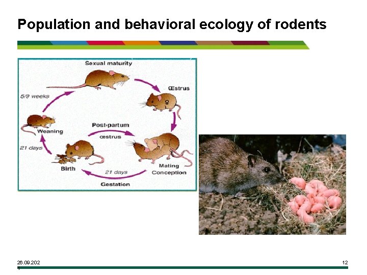 Population and behavioral ecology of rodents 26. 09. 202 1 12 