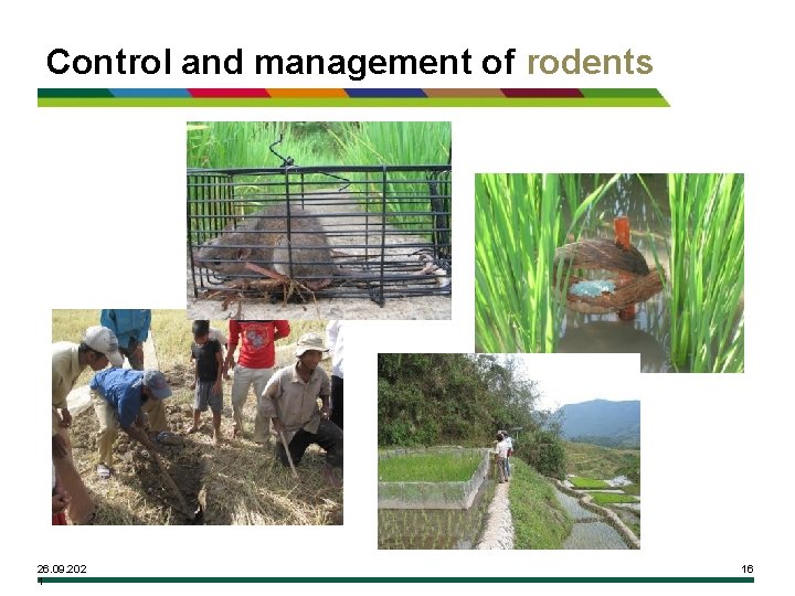 Control and management of rodents 26. 09. 202 1 16 