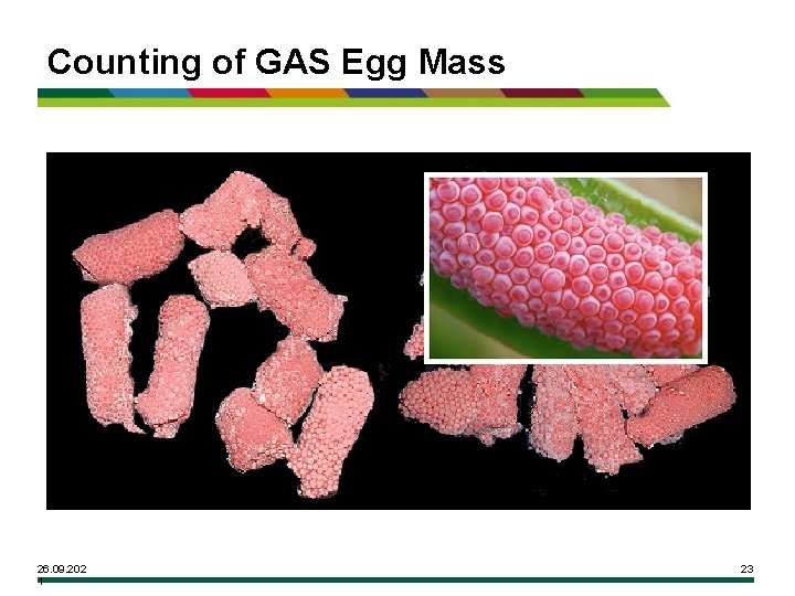 Counting of GAS Egg Mass 26. 09. 202 1 23 