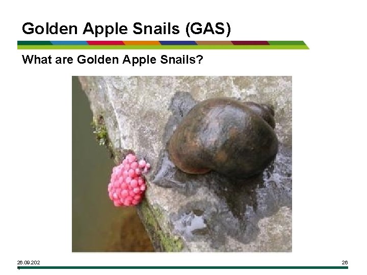 Golden Apple Snails (GAS) What are Golden Apple Snails? 26. 09. 202 1 26