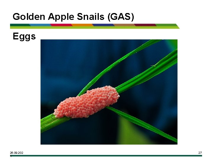 Golden Apple Snails (GAS) Eggs 26. 09. 202 1 27 