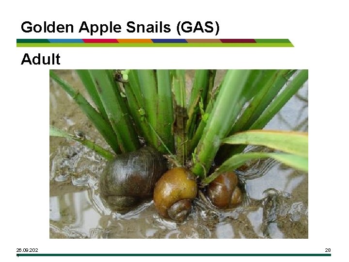 Golden Apple Snails (GAS) Adult 26. 09. 202 1 28 