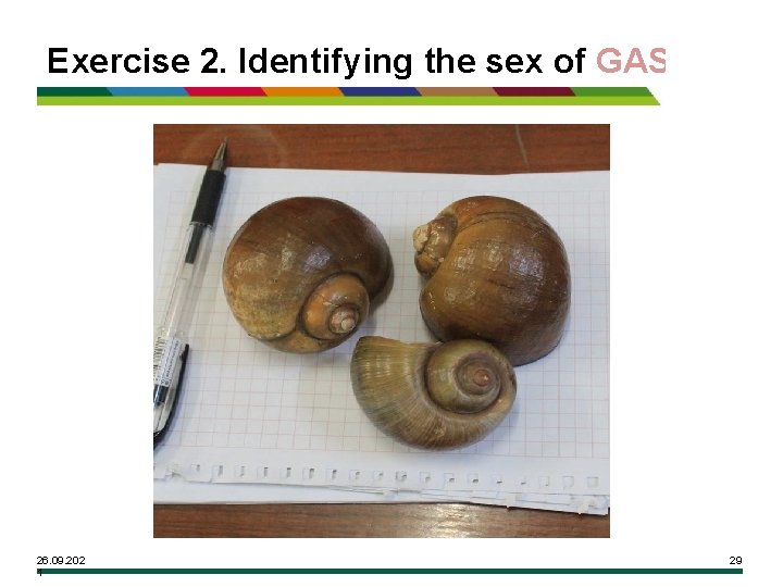 Exercise 2. Identifying the sex of GAS 26. 09. 202 1 29 