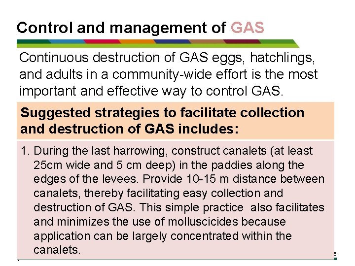 Control and management of GAS Continuous destruction of GAS eggs, hatchlings, and adults in
