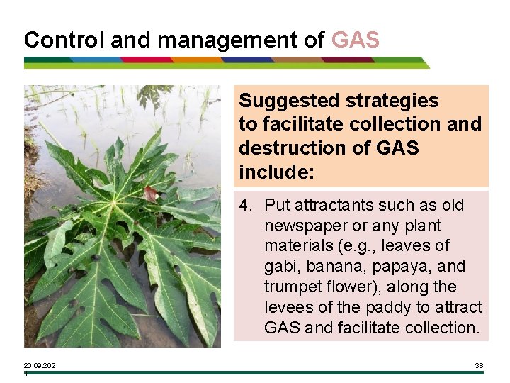 Control and management of GAS Suggested strategies to facilitate collection and destruction of GAS