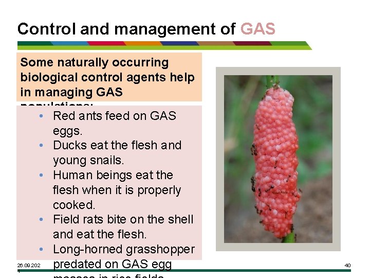 Control and management of GAS Some naturally occurring biological control agents help in managing